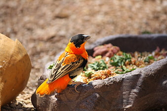 Male Red Bishop Bird Perched on Stone Feeder