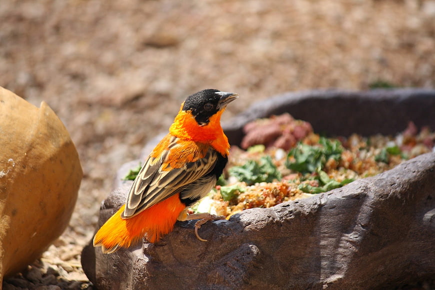 Male Red Bishop Bird Perched on Stone Feeder