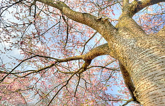 Low angle view of cherry blossom tree branches against blue sky