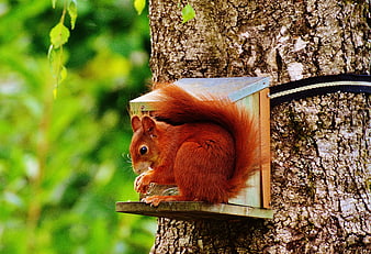 Red Squirrel Eating on Wooden Feeder in Tree