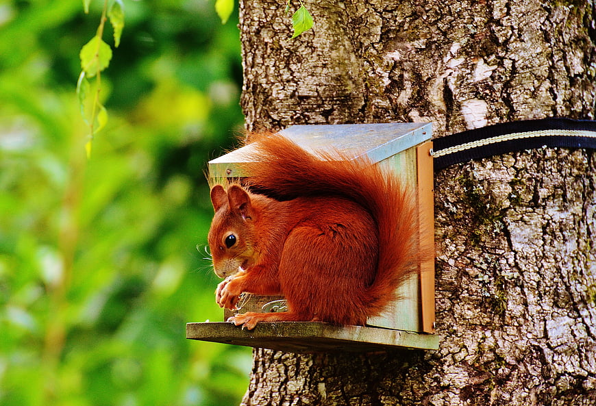 Red Squirrel Eating on Wooden Feeder in Tree
