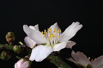Close-up of white almond blossom on black background