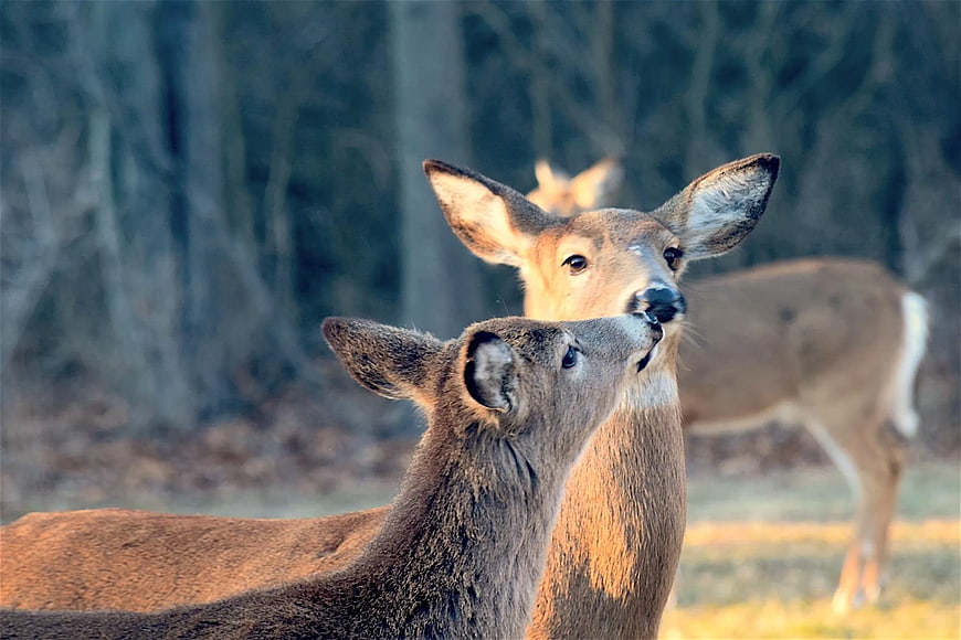 Mother and baby deer nuzzling in forest