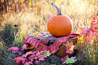 Autumn Pumpkin Still Life With Colorful Fall Leaves And Wicker Basket