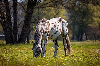 Spotted Appaloosa Horse Grazing in Green Meadow