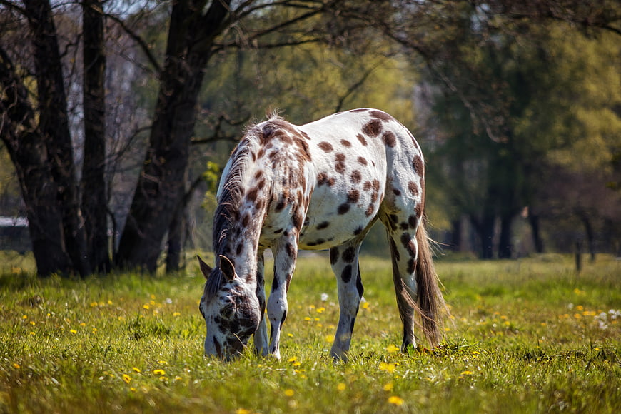 Spotted Appaloosa Horse Grazing in Green Meadow