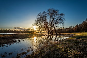 Silhouetted Trees Reflected in Water at Sunset