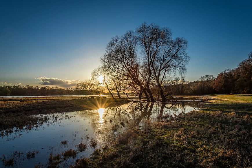 Silhouetted Trees Reflected in Water at Sunset