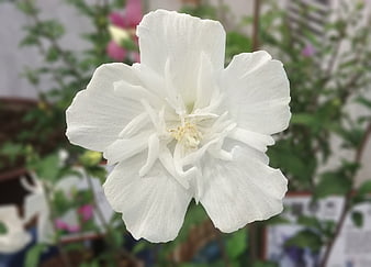 Close-up of a white flower with green foliage background