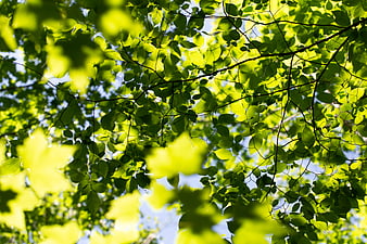 Sunlit green leaves canopy against blue sky background