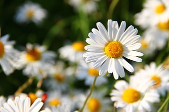 Close-up of a white daisy with yellow center in a sunny field