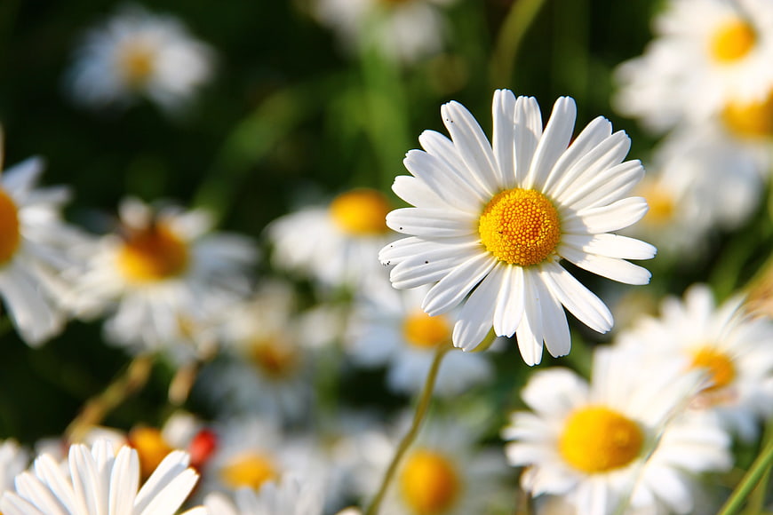 Close-up of a white daisy with yellow center in a sunny field