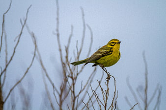 Yellow Prairie Warbler Perched on Bare Branches