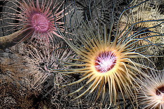Augmented Reality Sea Lilies with Glitch Effect