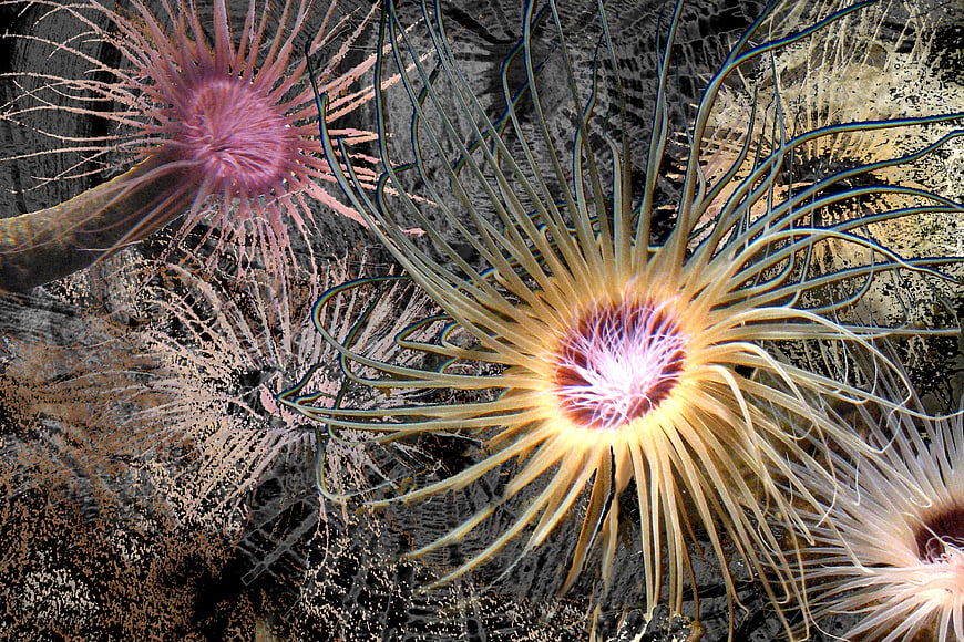 Augmented Reality Sea Lilies with Glitch Effect
