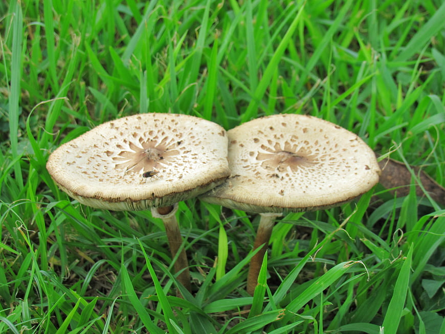 Two parasol mushrooms growing in green grass