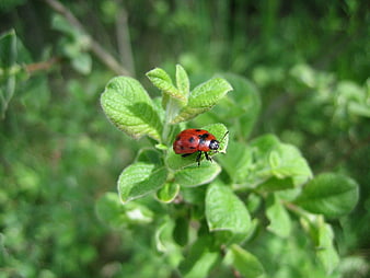 Red Ladybug on Green Leaf in Nature