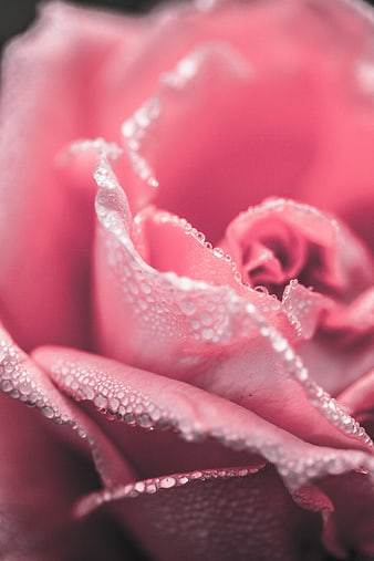 Macro Closeup of Pink Rose with Dew Drops