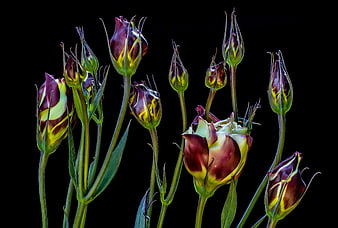 Dark purple and yellow lisianthus buds on black background