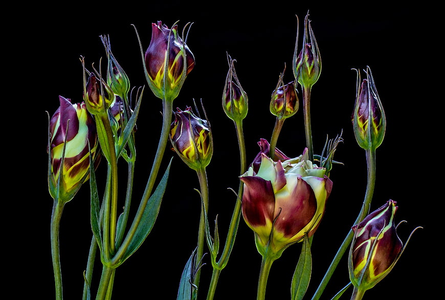 Dark purple and yellow lisianthus buds on black background
