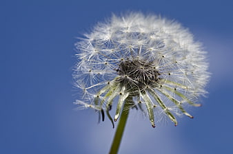 Close-up of Dandelion Seed Head Against Blue Sky