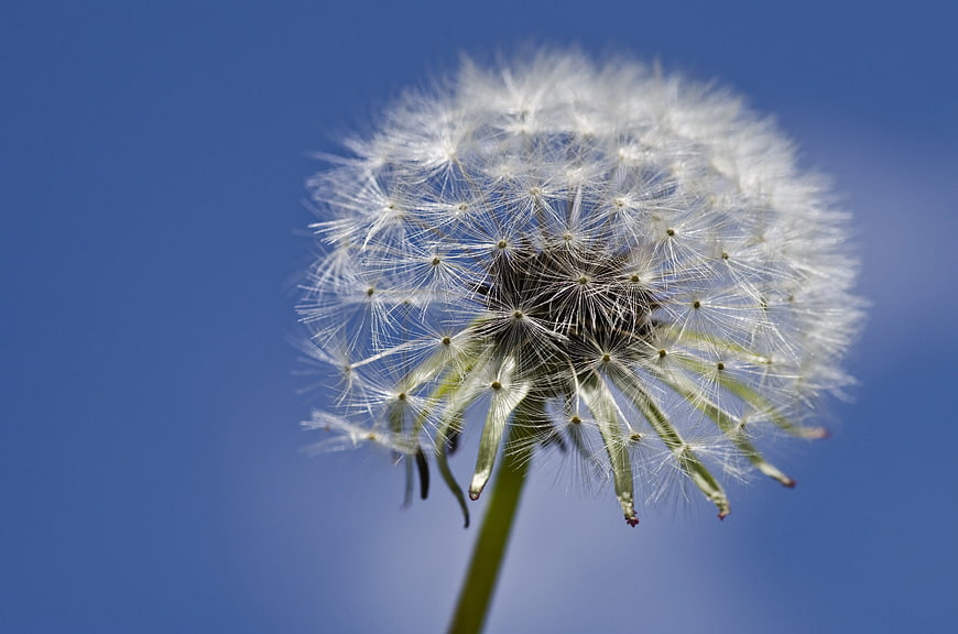 Close-up of Dandelion Seed Head Against Blue Sky