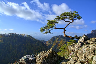 Resilient Pine Tree Growing on Rocky Mountain Cliff