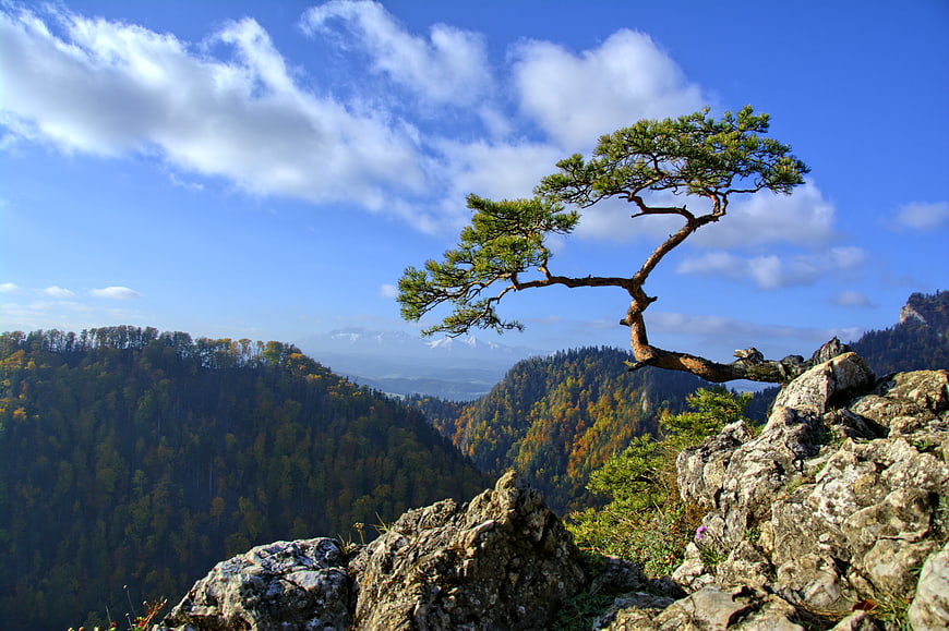 Resilient Pine Tree Growing on Rocky Mountain Cliff