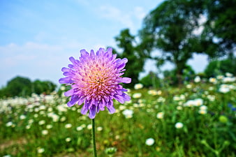 Close-up of purple field scabious flower in meadow