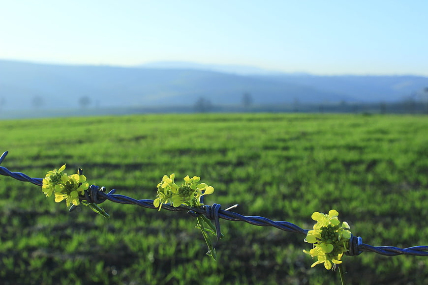 Yellow flowers growing on barbed wire fence in green field