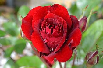 Close-up of a vibrant red rose with water droplets on petals