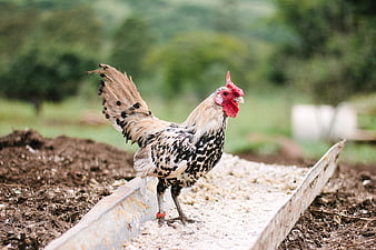 Speckled Rooster Standing in a Wooden Feeder on a Farm