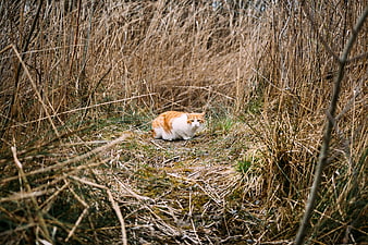 Orange and white cat sitting in tall dry grass