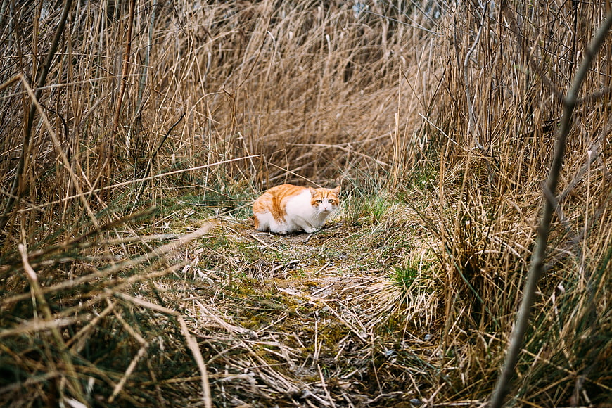 Orange and white cat sitting in tall dry grass