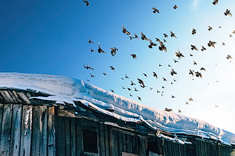 Flock of birds flying over snowy wooden roof in winter