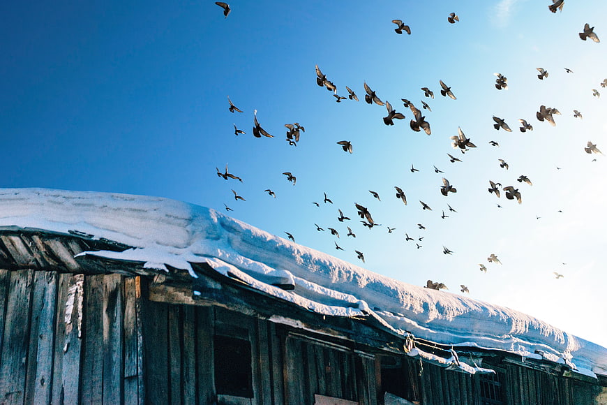 Flock of birds flying over snowy wooden roof in winter