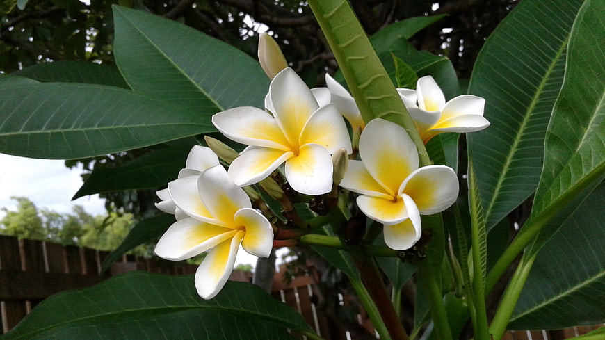 White and yellow plumeria flowers on a green branch