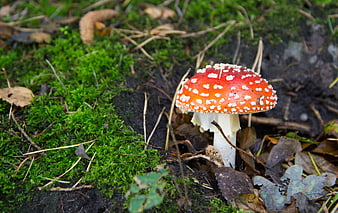Red Fly Agaric Mushroom with White Spots in Mossy Forest
