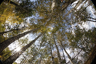 Low angle view of birch forest canopy in autumn