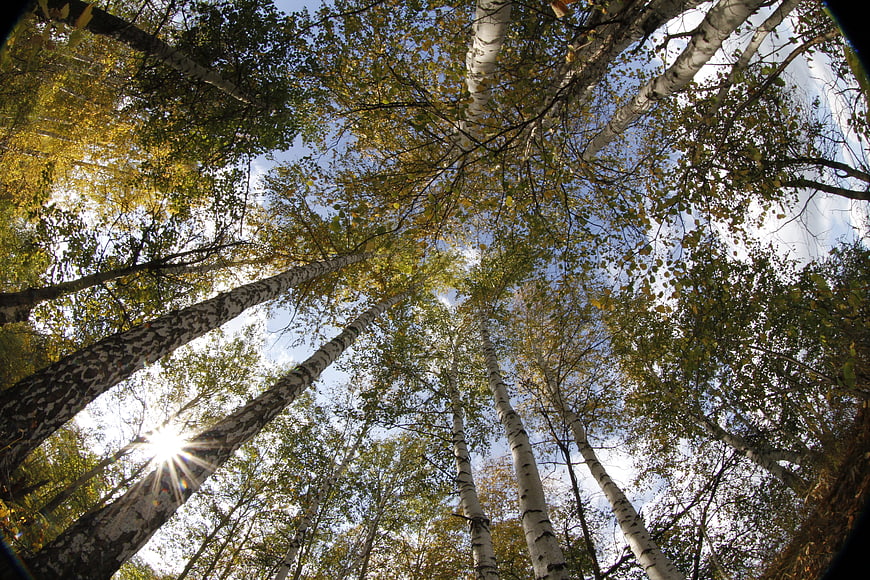 Low angle view of birch forest canopy in autumn