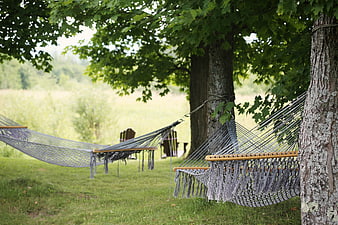 Relaxing Hammocks Hanging Between Trees in Green Summer Garden