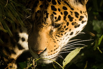Close-up of a Jaguar Head in Jungle Foliage