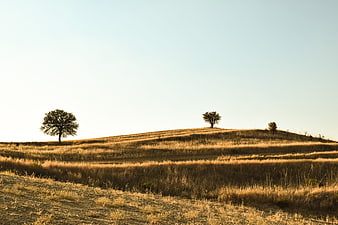 Golden hour landscape with rolling hills and solitary trees