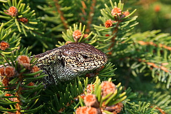 Close-up of a Sand Lizard on Pine Branches