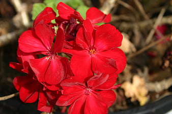 Vibrant Red Geranium Flowers in Sunlight