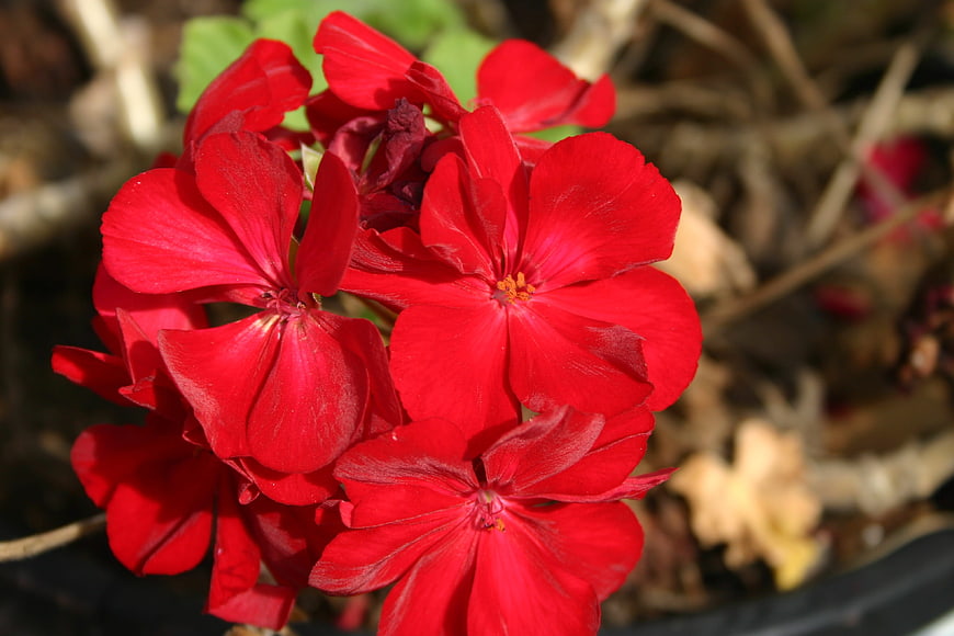 Vibrant Red Geranium Flowers in Sunlight