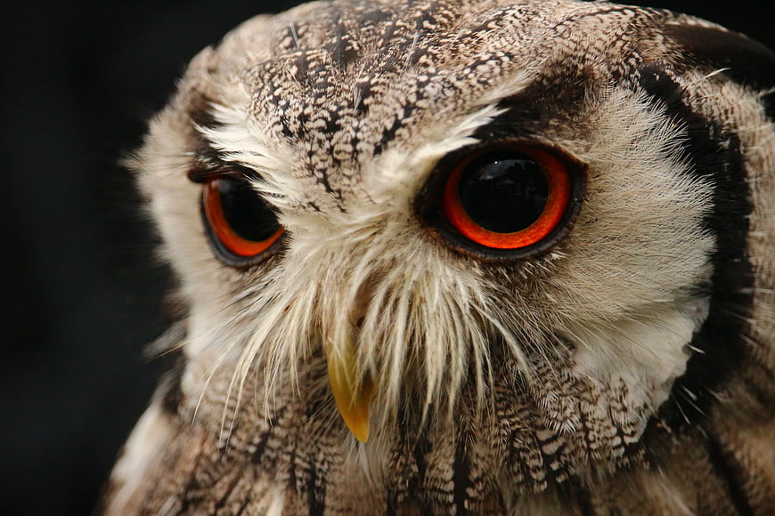 Close-up portrait of a barn owl with intense orange eyes