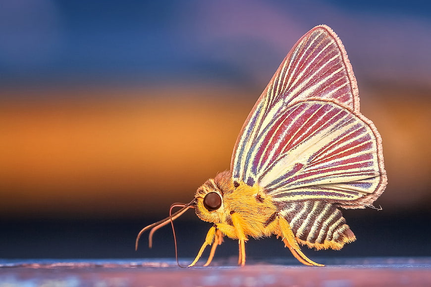 Macro Close-Up of Striped Yellow and Red Moth