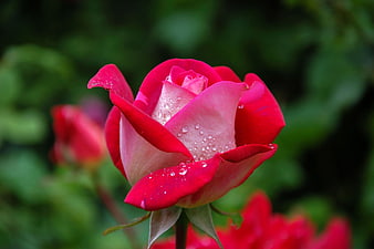 Close-up of vibrant red rose with water droplets