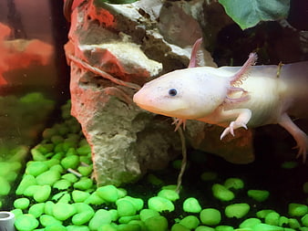 White Axolotl Swimming in Aquarium with Green Gravel